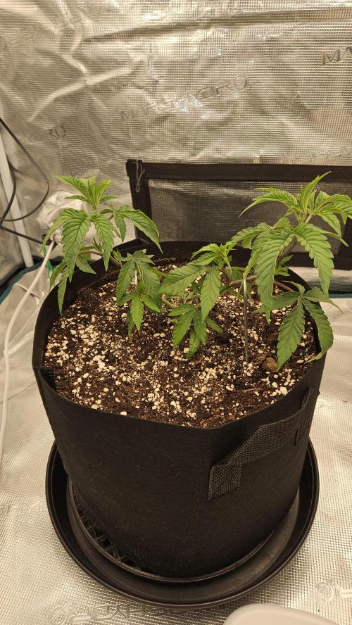 Lemon Fever: The Broken Clone Miracle. Week 4 - Starting LST! Using metal staples to build the framework. ⚙️🌿