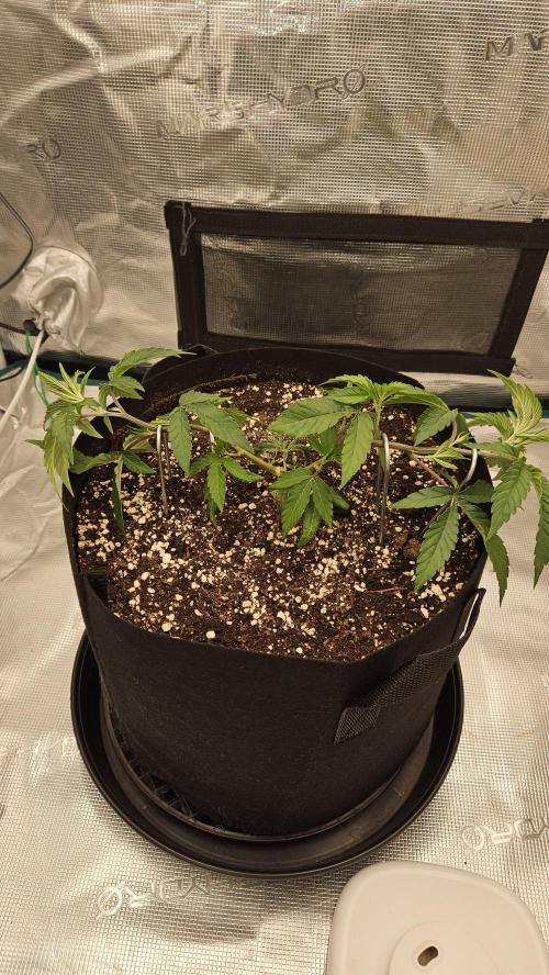 Lemon Fever: The Broken Clone Miracle. Week 4 - Bending them low. Forcing the side branches to step up! 📉🔋