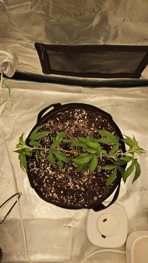Lemon Fever: The Broken Clone Miracle. Week 4 - Perfect symmetry from above. Forcing a wide flat canopy. 🏛️🦅