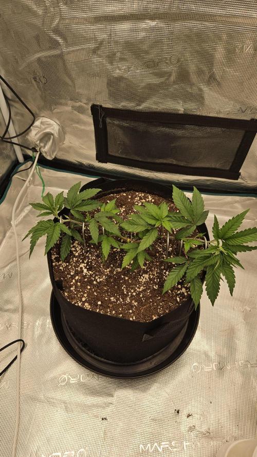 Lemon Fever: The Broken Clone Miracle. Week 4 - The roots are traveling down fast. Growth is accelerating! 🏎️📈