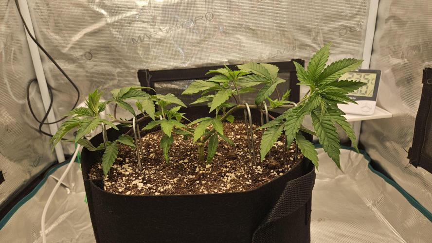 Lemon Fever: The Broken Clone Miracle. Week 4 - Metal staples holding the lines down. Absolute control! 🛡️⚓