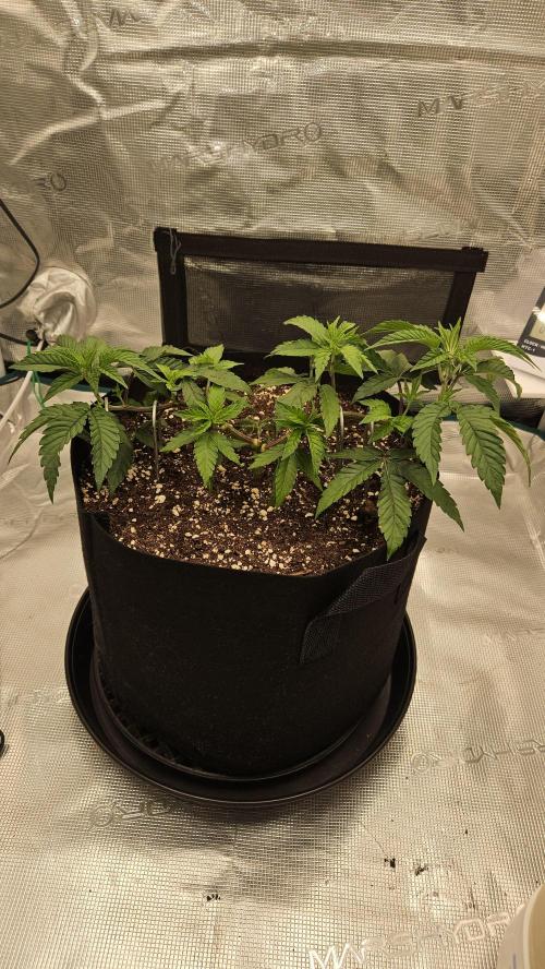 Lemon Fever: The Broken Clone Miracle. Week 4 - Boom! The node colors are shifting. Something is happening... 👀