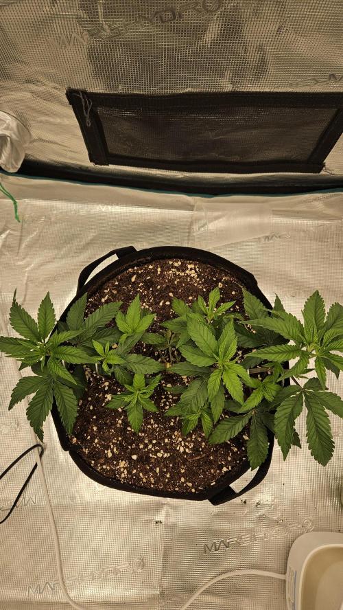Lemon Fever: The Broken Clone Miracle. Week 4 - Roots officially hit the Allmix layer! Color is shifting. 🍏🔥