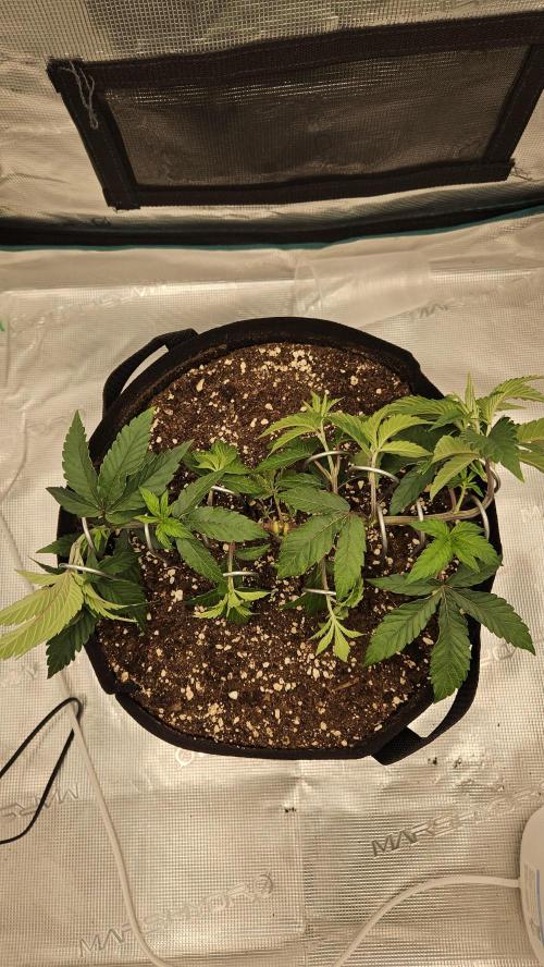 Lemon Fever: The Broken Clone Miracle. Week 4 - Exploding into a rich, deep lush green. Insane energy! 💚