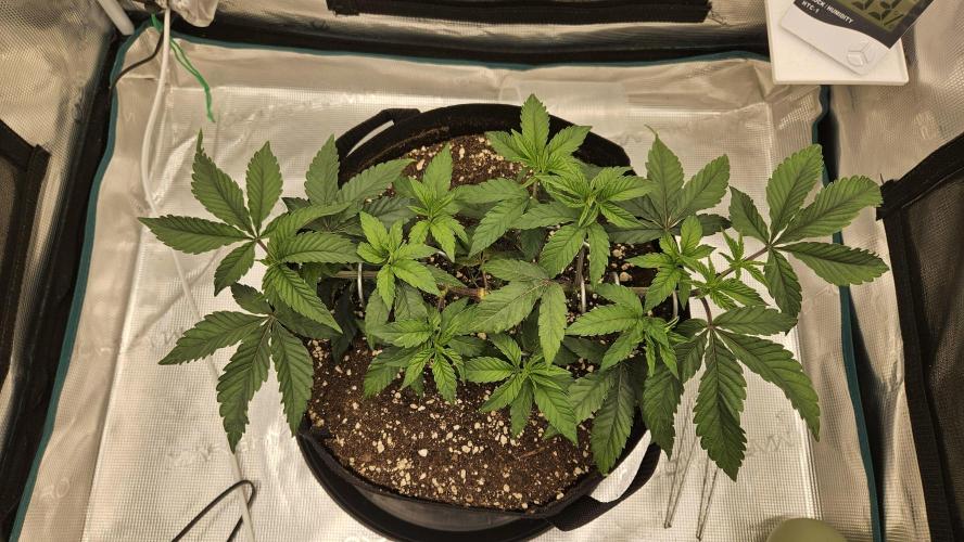 Lemon Fever: The Broken Clone Miracle. Week 4 - Full explosion! The custom soil mix worked flawlessly. 👑💎