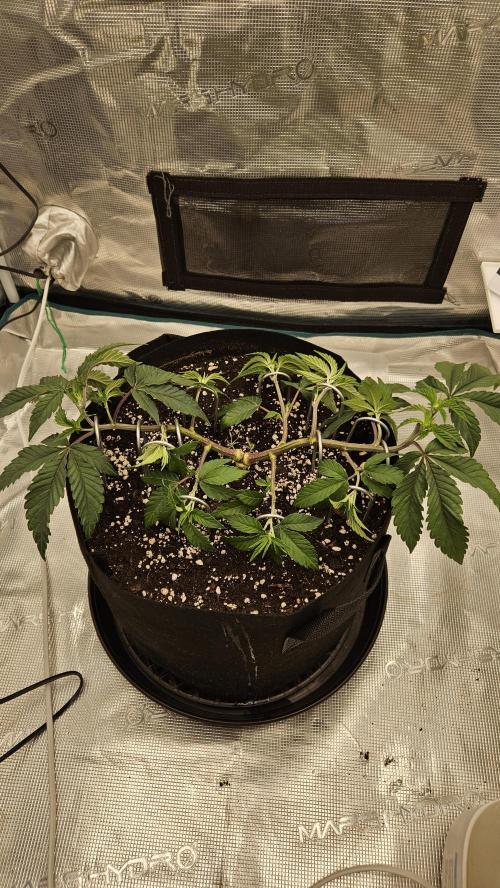Lemon Fever: The Broken Clone Miracle. Week 5 - Perfect symmetry! Laying down the main branches flat. 🏛️📐