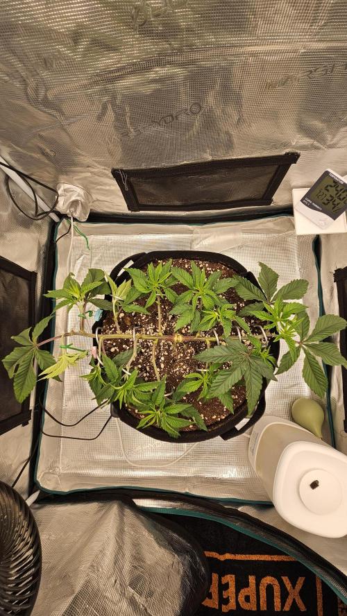 Lemon Fever: The Broken Clone Miracle. Week 5 - The skeleton is set. Every branch has its own lane! 🏎️🛡️