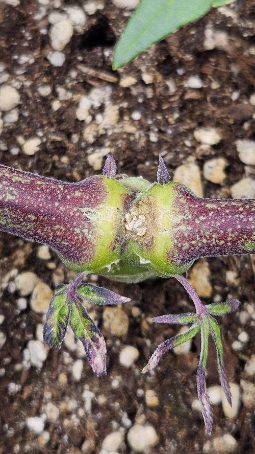 Lemon Fever: The Broken Clone Miracle. Week 5 - Look at that knuckle! Healing like an absolute beast. ?