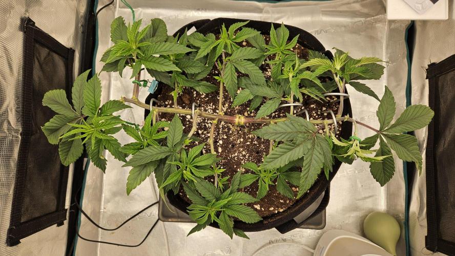 Lemon Fever: The Broken Clone Miracle. Week 5 - The response is instant. New shoots are pushing up! 📈✨