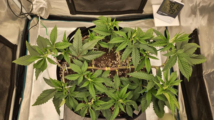 Lemon Fever: The Broken Clone Miracle. Week 5 - Filling the gaps fast. The energy distribution is flawless! 🔋🍏