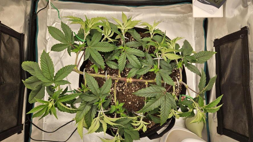 Lemon Fever: The Broken Clone Miracle. Week 5 - Going wide! Transforming into a green carpet layout. 🌿🛸
