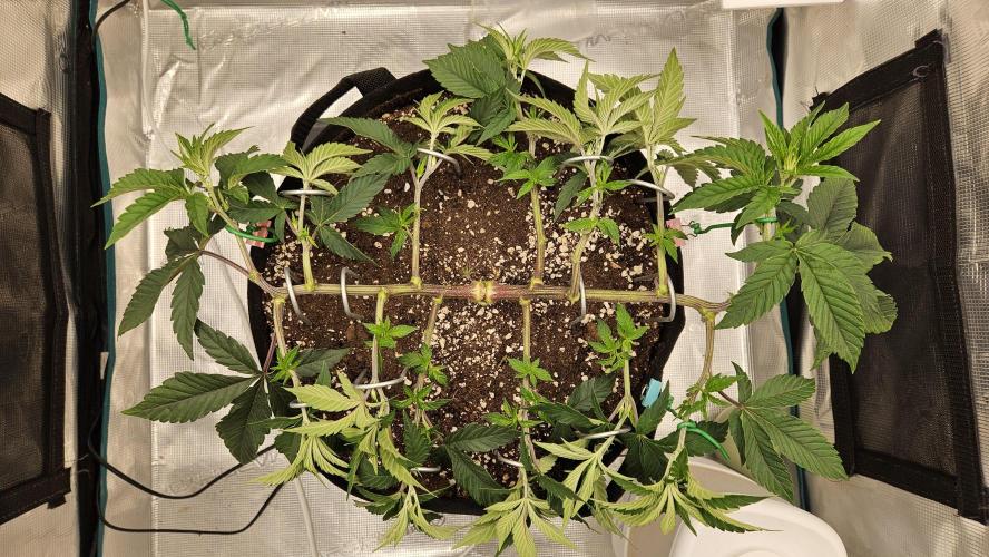 Lemon Fever: The Broken Clone Miracle. Week 5 - Clean lines. Airflow and light penetration will be peak! ☀️💨