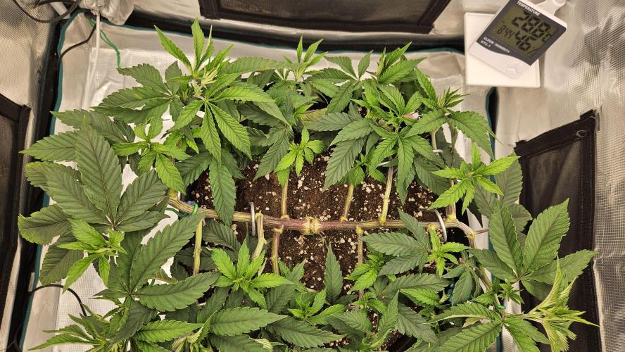 Lemon Fever: The Broken Clone Miracle. Week 5 - Boom! The framework is barely visible anymore. 🤯💚
