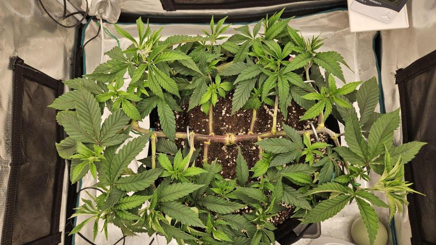 Lemon Fever: The Broken Clone Miracle. Week 5 - Lush, healthy and perfectly trained. Total dominance! 👑💎