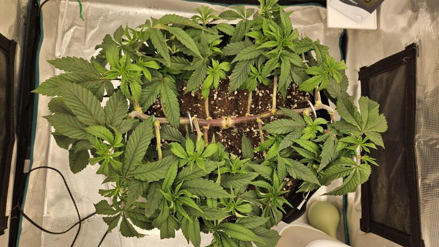 Lemon Fever: The Broken Clone Miracle. Week 5 - The custom soil layers are feeding her perfectly now. 🔥