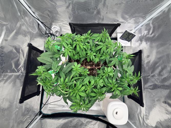 Lemon Fever: The Broken Clone Miracle. Week 5 - Canopy explosion! Hard to believe where she started. ?🚀