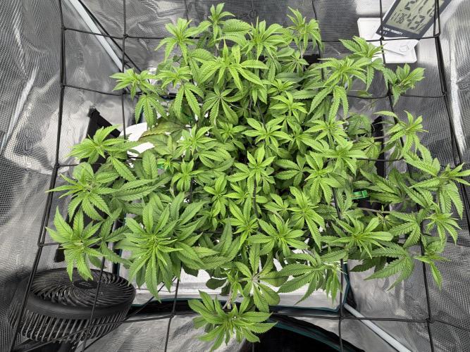 Lemon Fever: The Broken Clone Miracle. Week 5 - Ready for the next phase. The foundation is legendary! 🏆✨