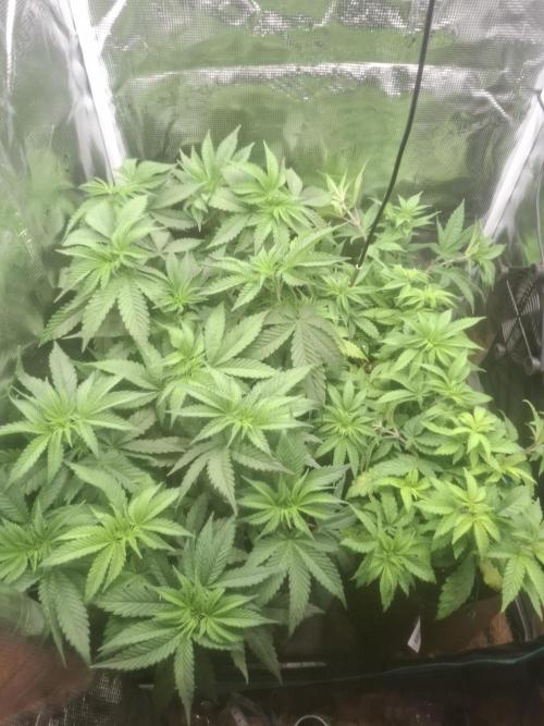 Blue zushi's. Week 6