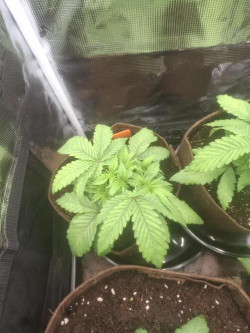 Blue zushi's. Week 4