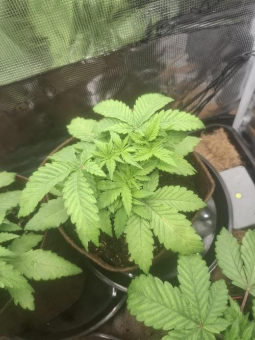 Blue zushi's. Week 4
