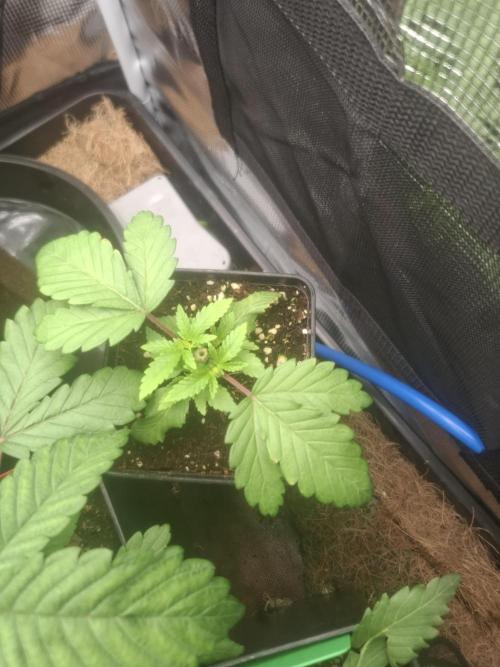 Blue zushi's. Week 4