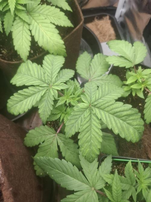 Blue zushi's. Week 4