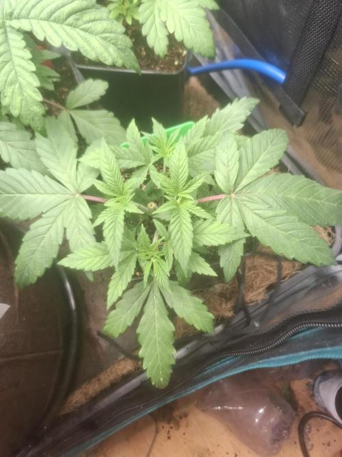 Blue zushi's. Week 4