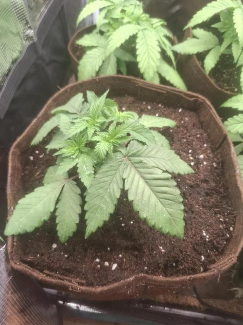 Blue zushi's. Week 4