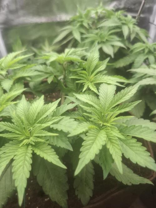 Blue zushi's. Week 5