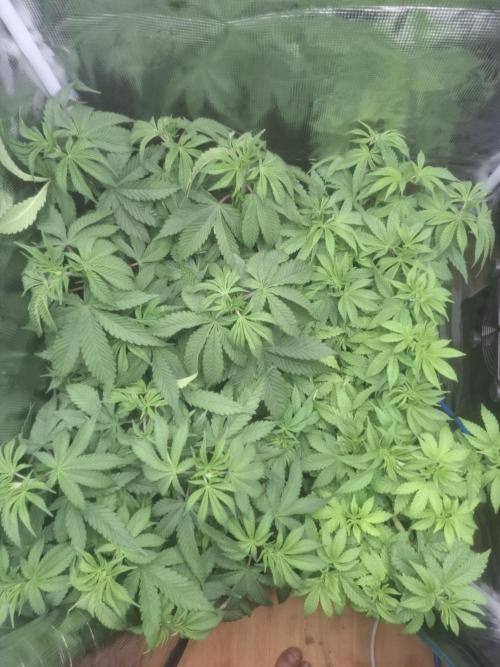 Blue zushi's. Week 6