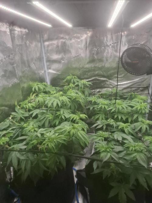 Blue zushi's. Week 7