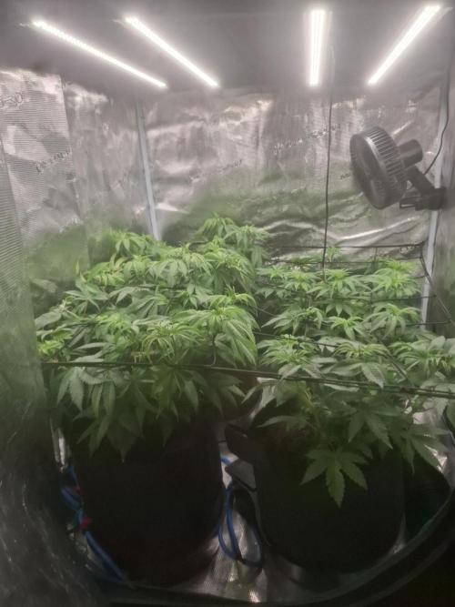 Blue zushi's. Week 7