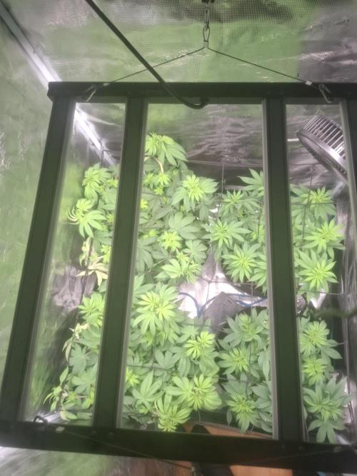 Blue zushi's. Week 7
