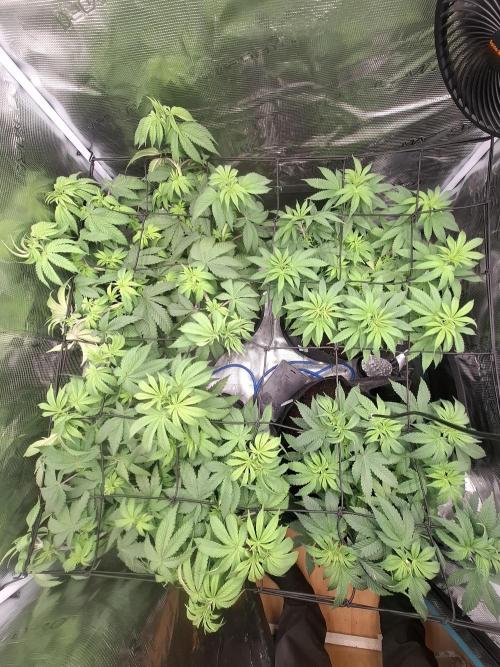 Blue zushi's. Week 7