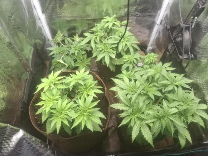 Blue zushi's. Week 5