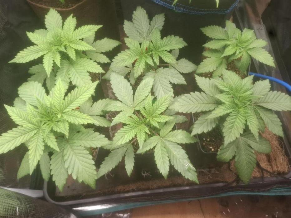 Blue zushi's. Week 3 - Day 19 - week 3