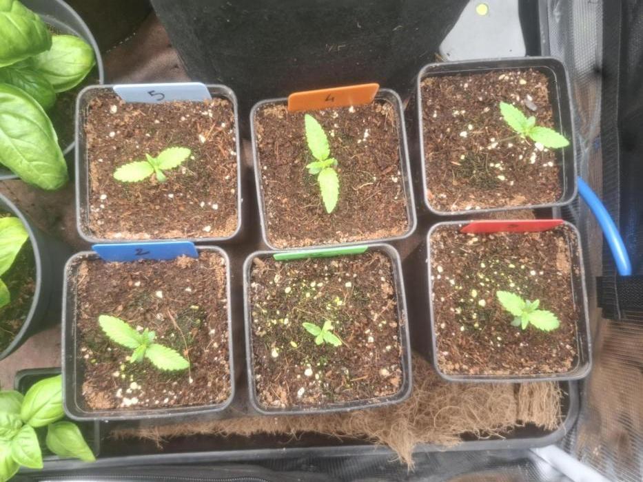 Blue zushi's. Week 1 - Day 4