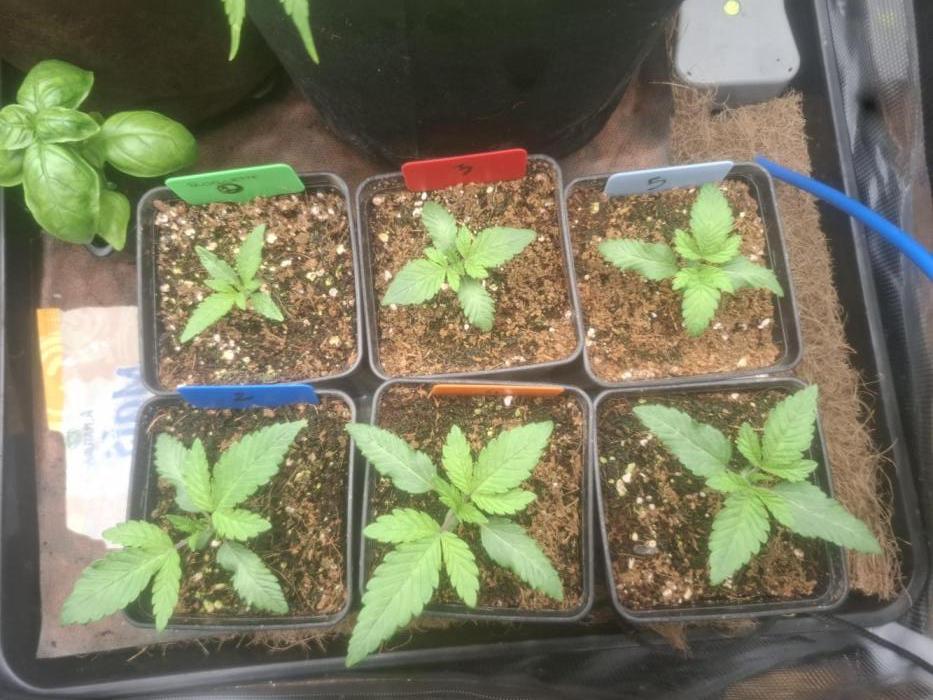 Blue zushi's. Week 2 - Day 9