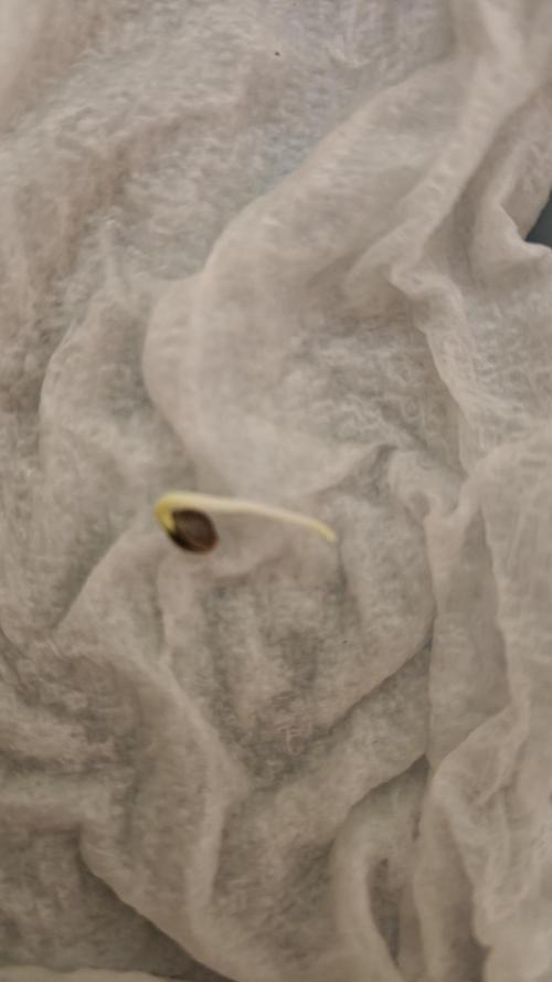 Sour Moose (feminized photoperiod). Week 0 - After a distilled water soak for 24 hours, this happened in 18 hours.