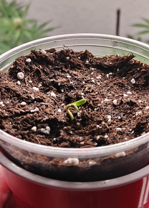 Sour Moose (feminized photoperiod). Week 0 - And then this happened about another 24 hours later.