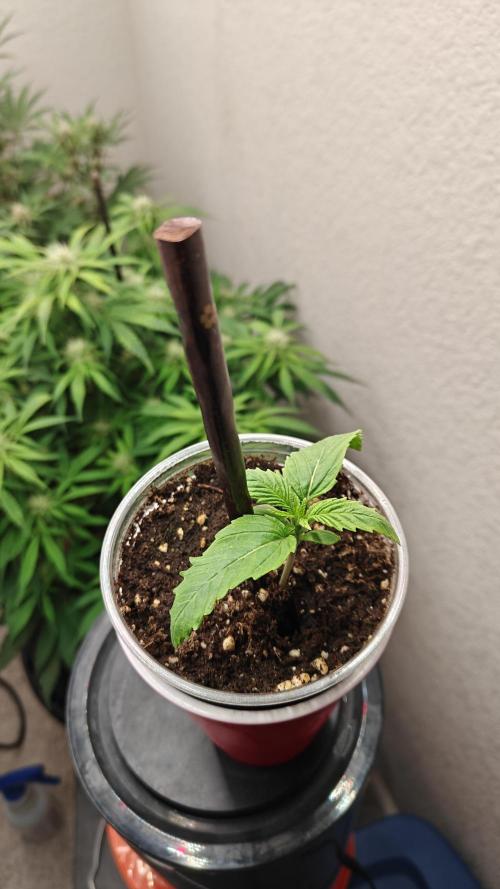 Sour Moose (feminized photoperiod). Week 0 - March 12.