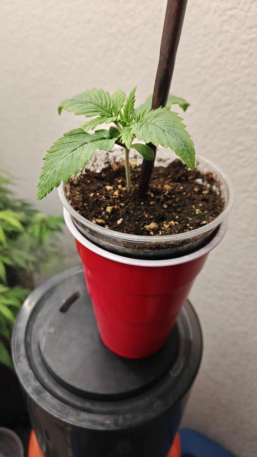 Sour Moose (feminized photoperiod). Week 0 - March 14.