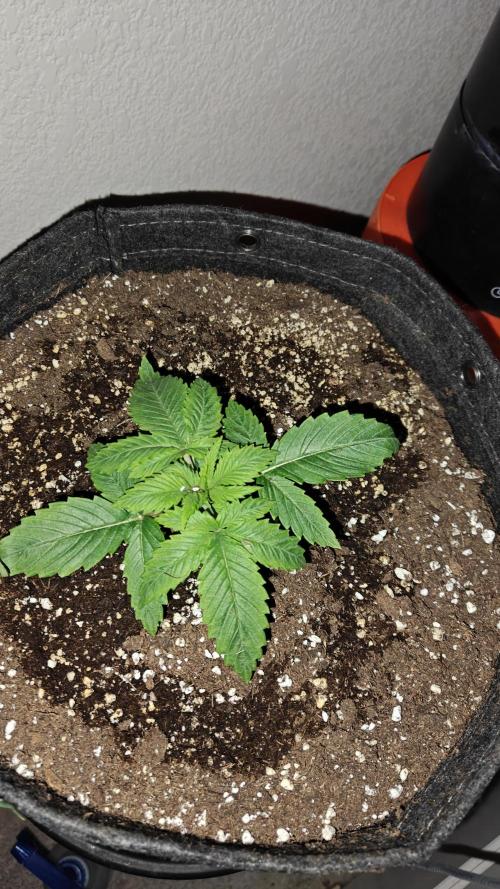 Sour Moose (feminized photoperiod). Week 1