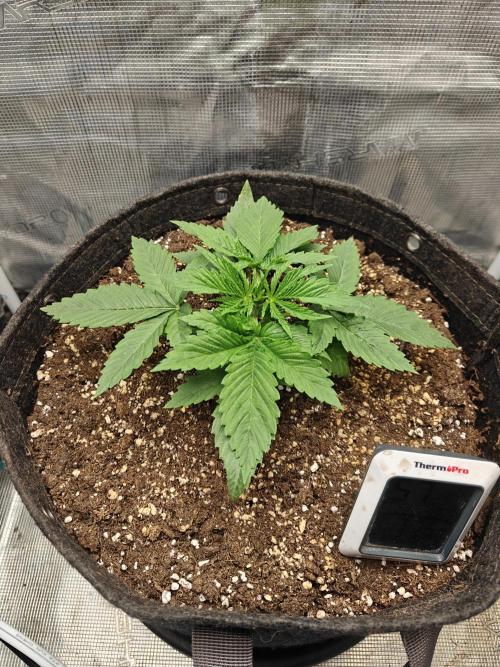 Sour Moose (feminized photoperiod). Week 1