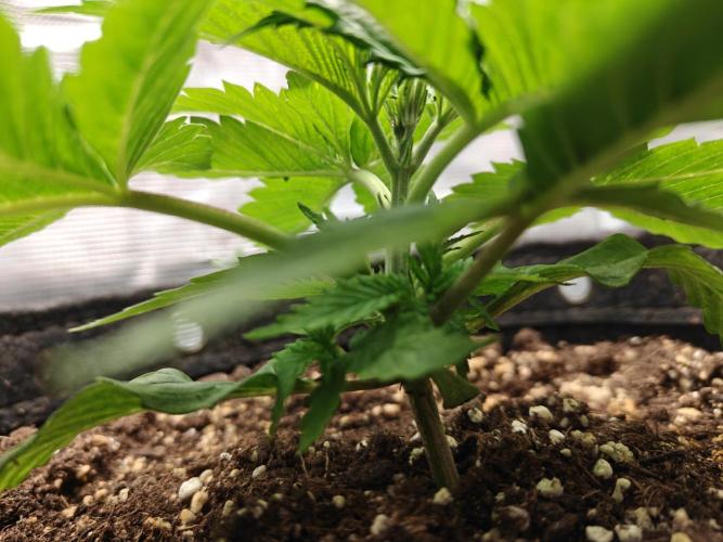 Sour Moose (feminized photoperiod). Week 1