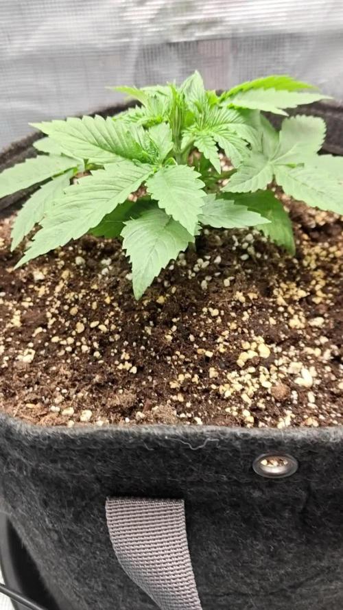 Sour Moose (feminized photoperiod)