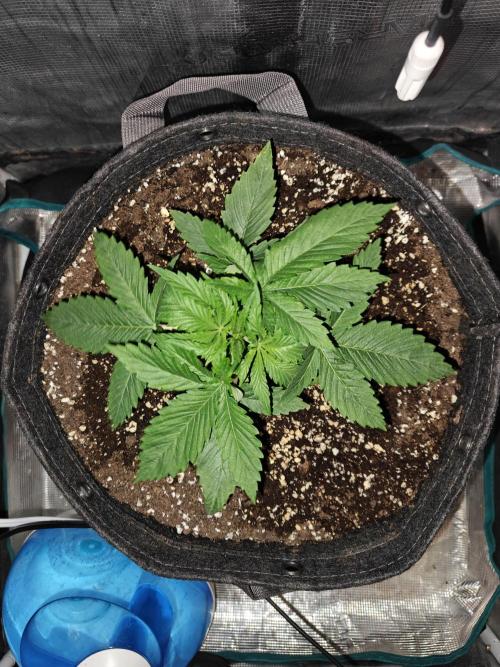 Sour Moose (feminized photoperiod). Week 2