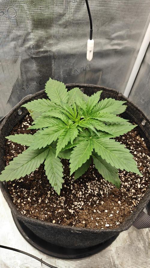 Sour Moose (feminized photoperiod). Week 2 - Day 19 from sprout (day 08 veg)