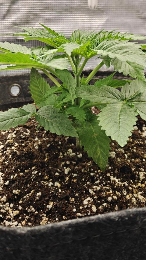 Sour Moose (feminized photoperiod). Week 2 - 5 nodes. In 2-3 more days she'll get her first mainline cut. 