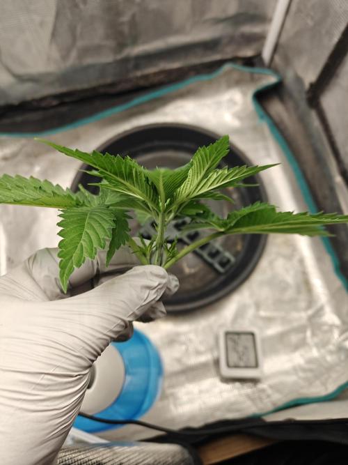 Sour Moose (feminized photoperiod). Week 2 - Time for a haircut. 